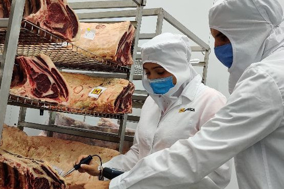 Mafrica y el IRTA optmizan el sistema de maduración de la carne de bovino
