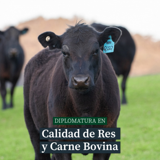 Capacitaciones virtuales disponibles de la Escuela Agroalimentaria y AgroGlobal
