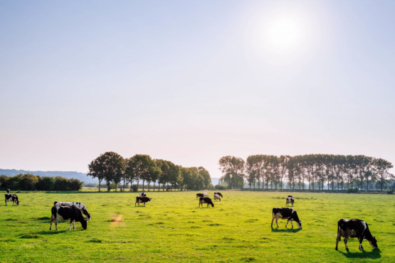Impacto Ambiental de la producción de carne bovina