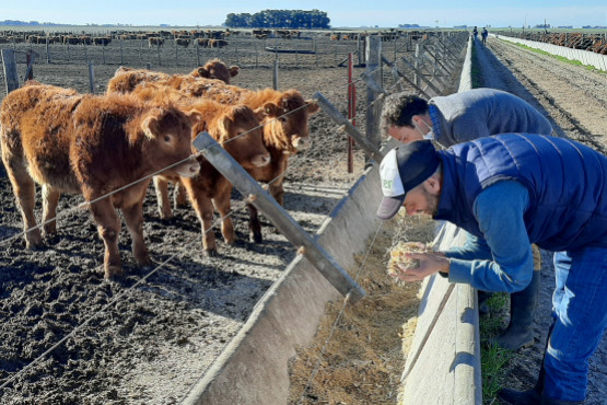 Bioter desarrolló un programa para detectar almidón en bosta en los feedlots 