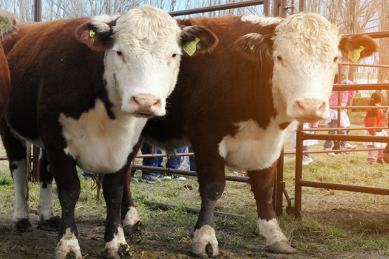 Publican informe que releva el nivel de la sustentabilidad actual de la ganadería argentina
