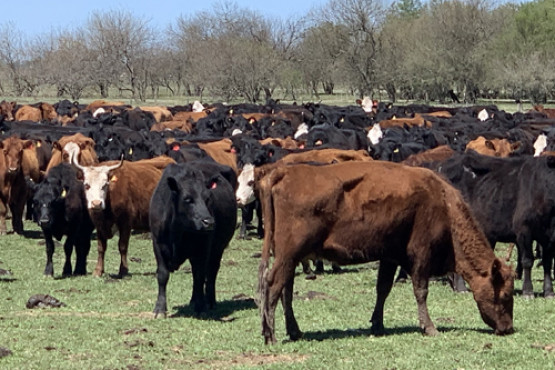 Entró en vigencia la bonificación de tasa del Plan GanAr para productores ganaderos 