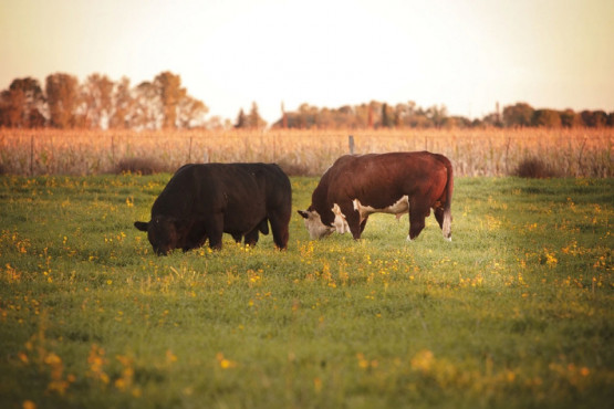 La sostenibilidad y la calidad ambiental de la carne bovina