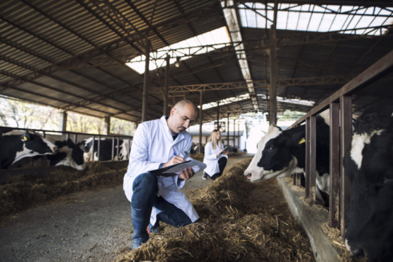 Seguridad agroalimentaria, crisis e impactos en la salud pública