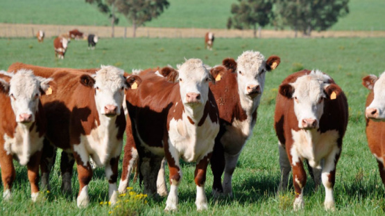 Salud intestinal, base para el desempeño y la rentabilidad en la producción animal