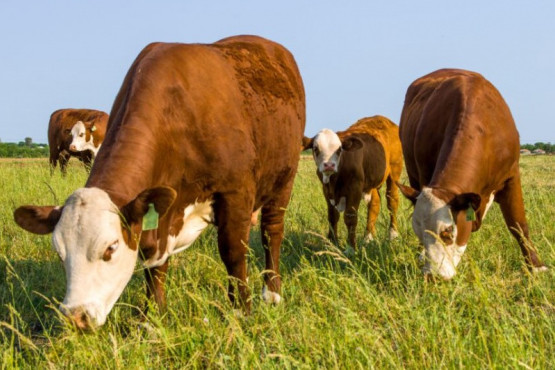 Un informe de la NASA demuestra que la ganadería argentina no contamina el medio ambiente