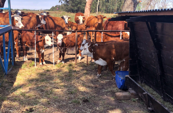 Creep-feeding, alimentación para una recría eficiente