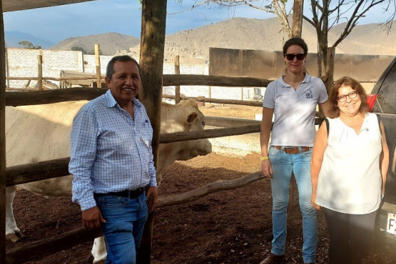 Presentan en Perú a la raza Azul Belga