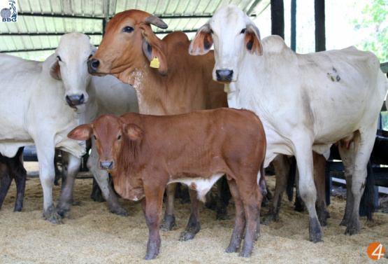 La Genética para producir más carne respetuosa con el ambiente