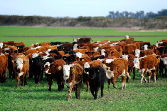 Si desapareciese el ganado bovino ¿se resolvería el problema del cambio climático?