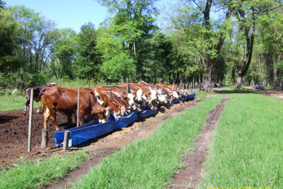 INTA desarrolló un suplemento regulador de consumo para alimentar bovinos