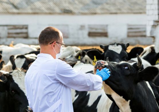 Cómo reducir la incidencia de enfermedades respiratorias en bovinos