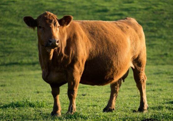 La reproducción bovina demanda la energía proporcionada por la nutrición