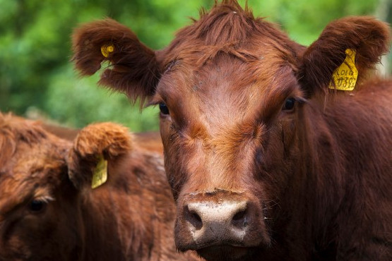 Más de 52 millones de bovinos vacunados contra la Fiebre aftosa en la primera campaña 2023