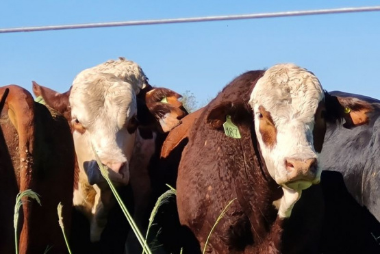 La Mesa de Ganados y Carnes presentó a Agroindustria lineamientos estratégicos para la cadena bovina