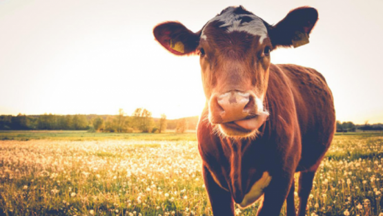 Nutrición proteica y energética en la alimentación del ganado