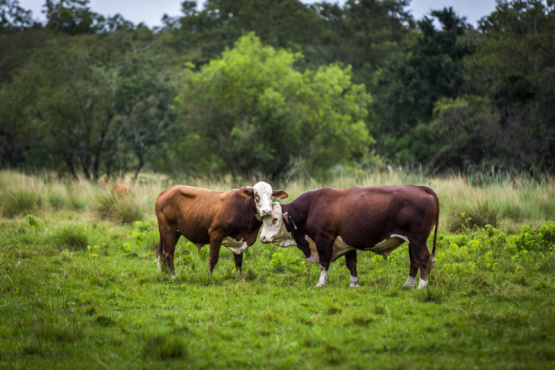 Sustentabilidad de la cadena de ganado y carne desde el campo hasta el frigorífico 