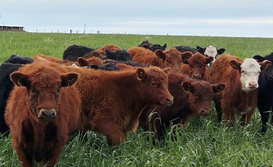 Prevención de intoxicaciones con nitratos en bovinos
