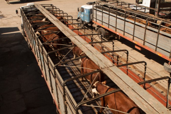 Senasa informa medidas de prevención de estrés térmico en el transporte de animales de consumo