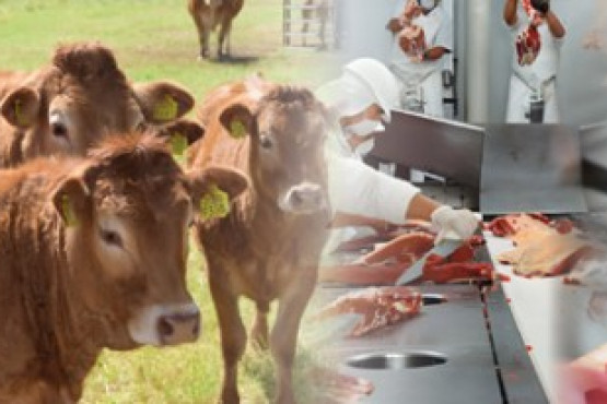 Red Alimentaria prepara una renovada 9na edición de la Jornada de Ciencia y Tecnología Aplicada en Carne Bovina