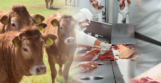 Red Alimentaria prepara una renovada 9na edición de la Jornada de Ciencia y Tecnología Aplicada en Carne Bovina