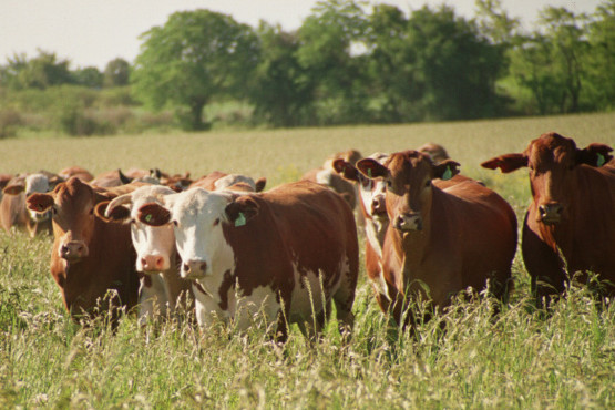 Argentina bate récords en exportación de carne vacuna en febrero