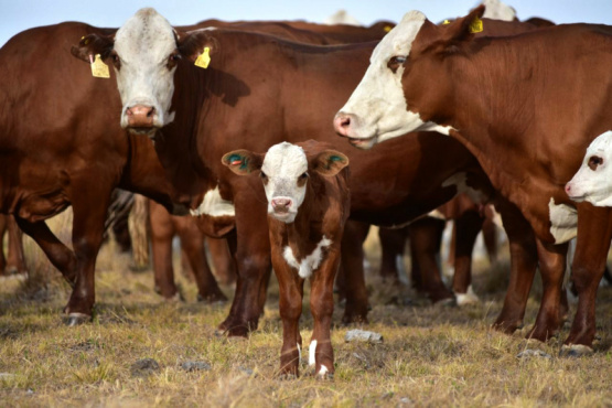 Relación entre la edad de destete y la calidad de carne bovina
