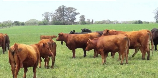  Siete pasos para aumentar la eficiencia reproductiva en rodeos de carne 