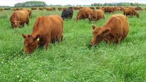 Producción de carne y conservación de la biodiversidad: ¿Son mutuamente excluyentes? 