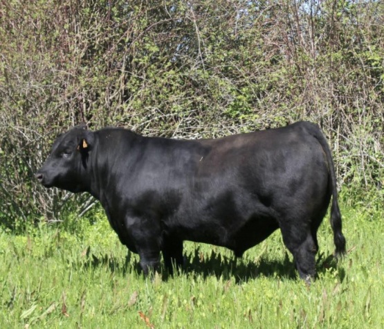 Genética Angus: el Marbling es heredable