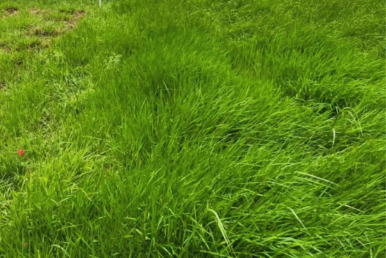 Presentan dos nuevas variedades de pasto Nilo para potenciar la ganadería en el NEA