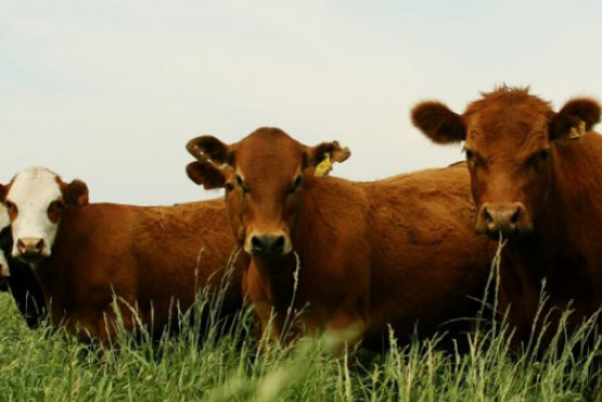 El Gobierno cambia el plan de vacunación contra la aftosa que reduce costos para productores