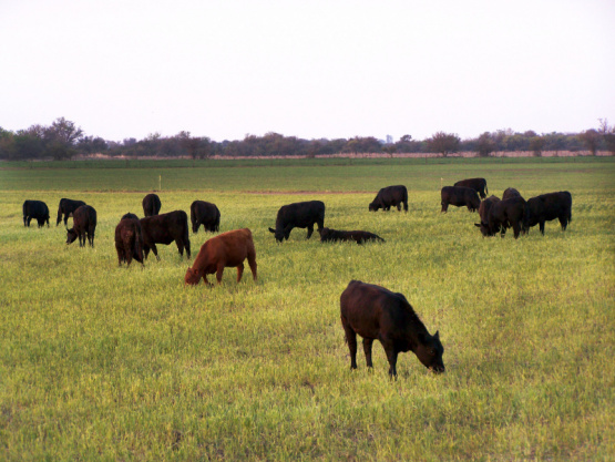  Bienestar animal y competitividad: una alianza estratégica para la producción de carne moderna