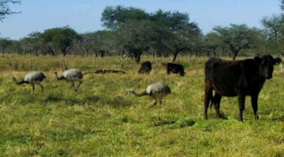  Biodiversidad, clave para la sostenibilidad de los sistemas productivos