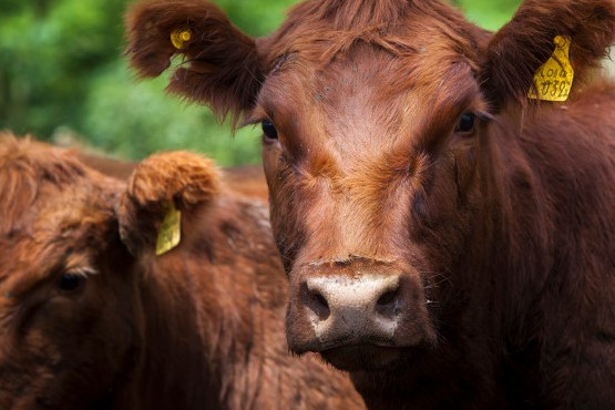 El INTA avanza hacia el control de la tuberculosis bovina