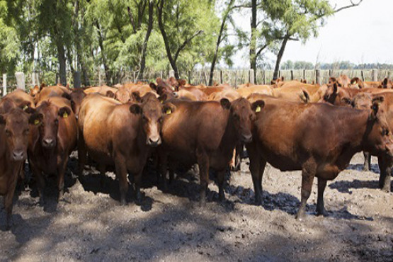 Actualizan los procedimientos para la evaluación de productos antisárnicos bovinos