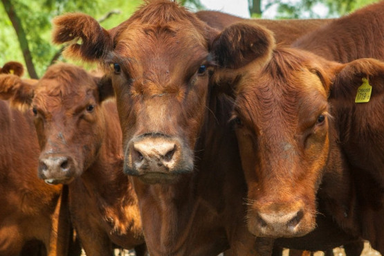 Senasa actualiza los sistemas de control de brucelosis bovina