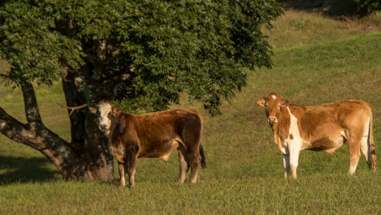 5 aspectos de bienestar para bovinos de engorde