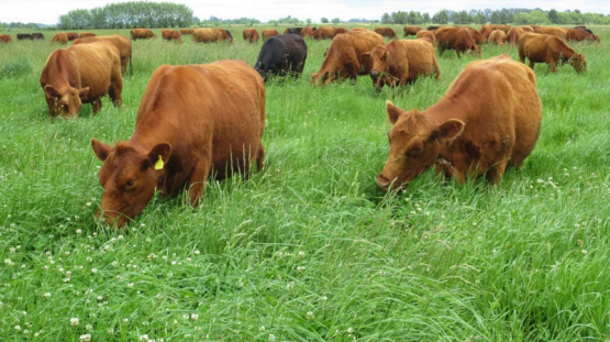 Estrategias de alimentación en bovinos productores de carne