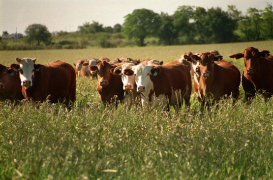  Metano, ganadería y cambio climático: contexto basado en datos