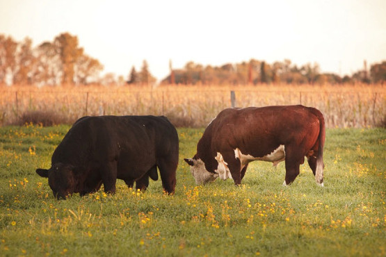 Publican calendario de vacunación 2026 para las campañas contra la fiebre aftosa