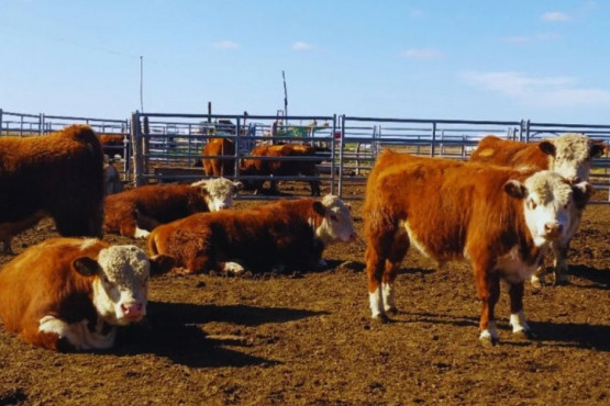 Toritos Hereford: presentan el primer estudio que vincula eficiencia y producción