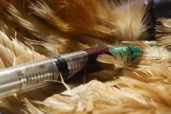 Actualizan el sistema de acreditaciones en sanidad animal para veterinarios, técnicos y privados