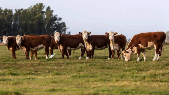 Bienestar Animal: El estándar que redefine la competitividad en la industria cárnica