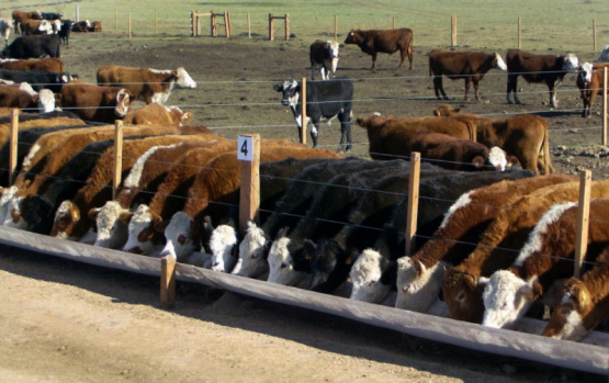 Mejora en la conversión alimenticia en rumiantes: Un enfoque integral