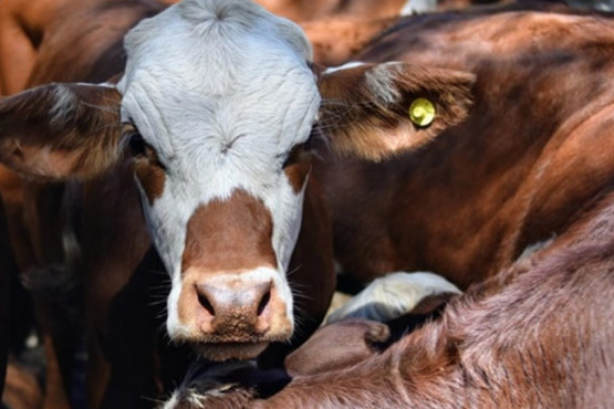 Albor y SENASA realizan webinar gratuito para entender el nuevo sistema de identificación individual