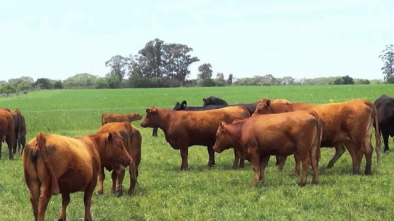  Cómo diferenciarse y vender carne de calidad PREMIUM