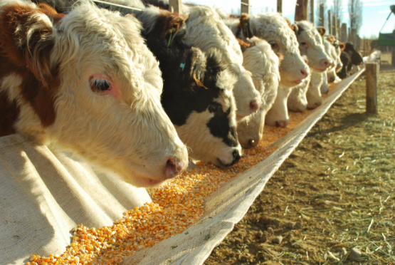 Salud del rumen y eficiencia alimenticia