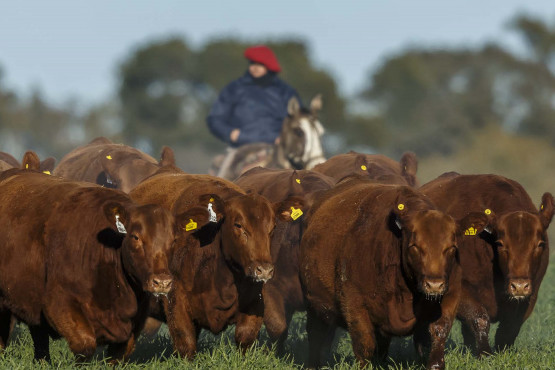 Exportación a la UE: ¿Cuándo vence el plazo para inscribirse en VISEC Carne?