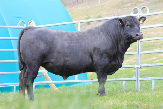 European Angus Forum 2026 en Rumania contará con el respaldo de EuroTier